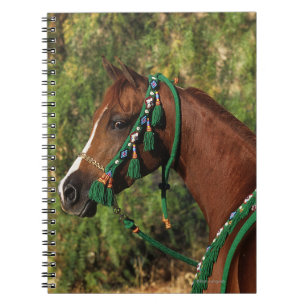 Arab Horse Headshot with Bridle Notebook