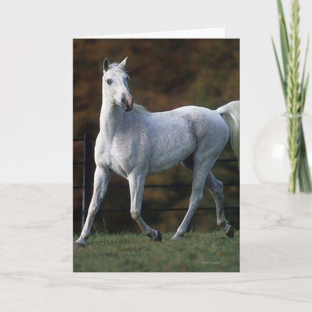 Arab Horse Running 1 Card (Front)