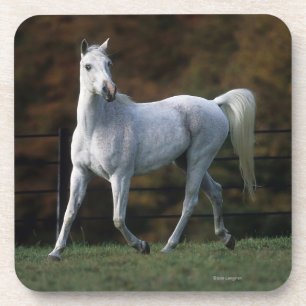 Arab Horse Running 1 Coaster