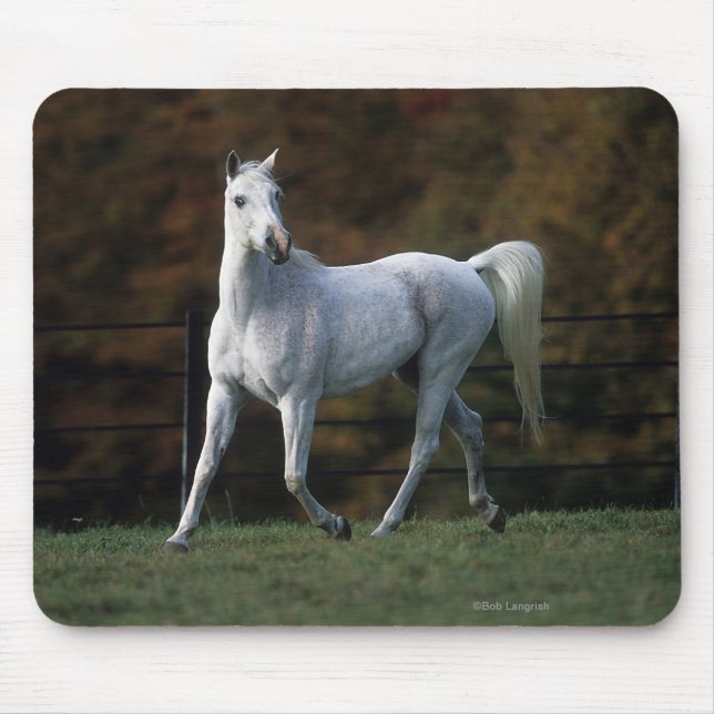 Arab Horse Running 1 Mouse Mat (Front)