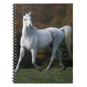 Arab Horse Running 1 Notebook