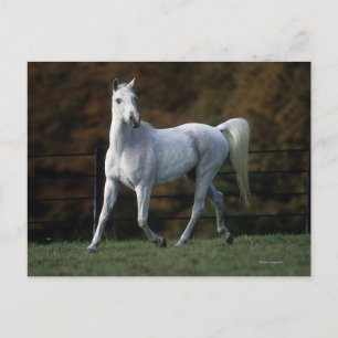 Arab Horse Running 1 Postcard