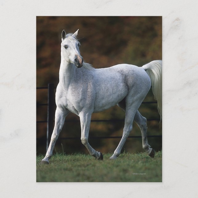 Arab Horse Running 1 Postcard (Front)