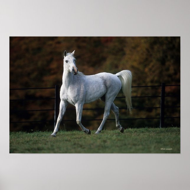 Arab Horse Running 1 Poster (Front)