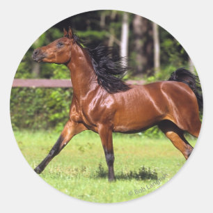 Arab Horse Running 2 Classic Round Sticker