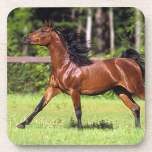 Arab Horse Running 2 Coaster