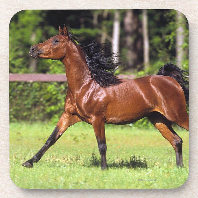 Arab Horse Running 2 Coaster (Front)