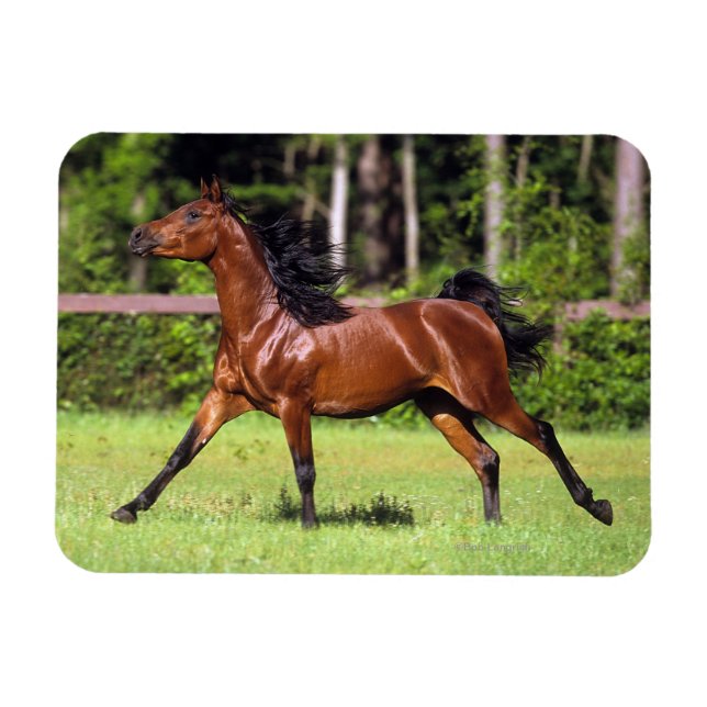 Arab Horse Running 2 Magnet (Horizontal)