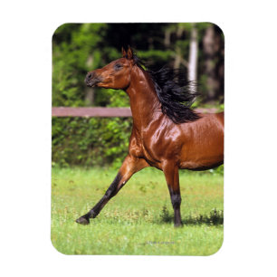 Arab Horse Running 2 Magnet
