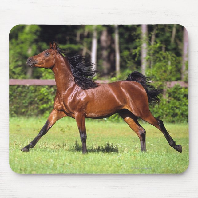 Arab Horse Running 2 Mouse Mat (Front)