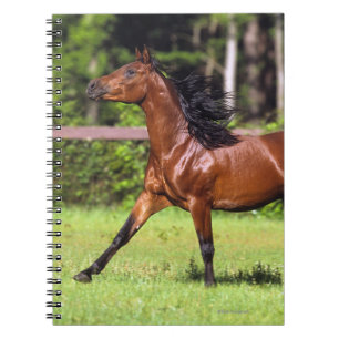 Arab Horse Running 2 Notebook