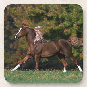 Arab Horse Running in Grassy Field Coaster