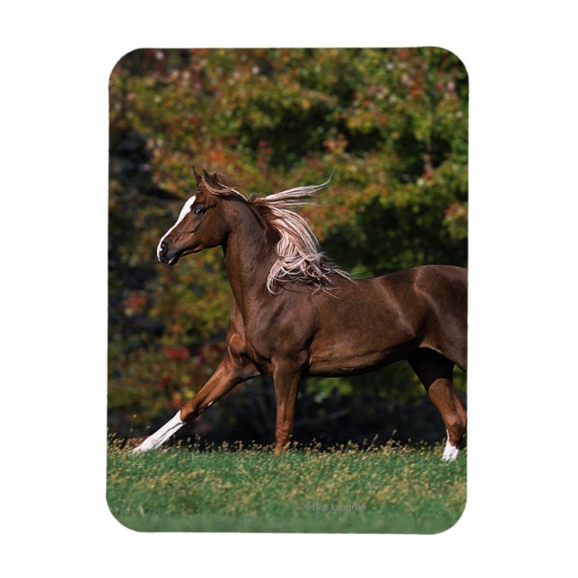 Arab Horse Running in Grassy Field Magnet (Vertical)