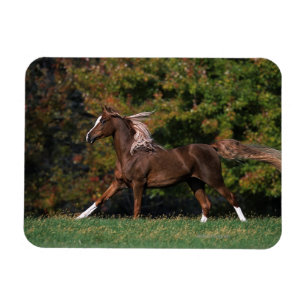 Arab Horse Running in Grassy Field Magnet