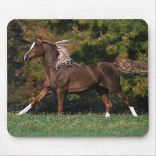 Arab Horse Running in Grassy Field Mouse Mat