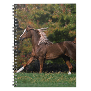 Arab Horse Running in Grassy Field Notebook