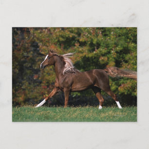 Arab Horse Running in Grassy Field Postcard