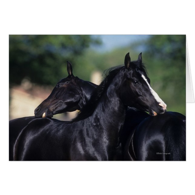 Arab Horse Scratching (Front Horizontal)