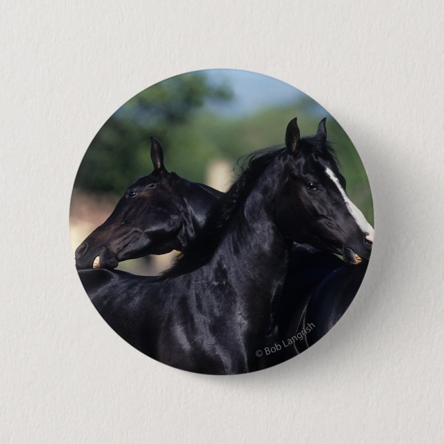 Arab Horse Scratching 6 Cm Round Badge (Front)