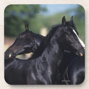 Arab Horse Scratching Coaster