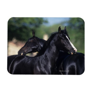 Arab Horse Scratching Magnet