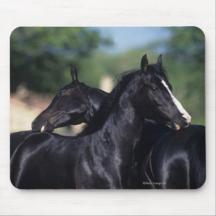Arab Horse Scratching Mouse Mat