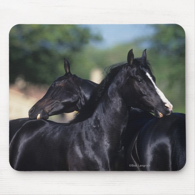 Arab Horse Scratching Mouse Mat (Front)