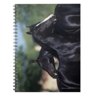 Arab Horse Scratching Notebook