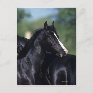 Arab Horse Scratching Postcard