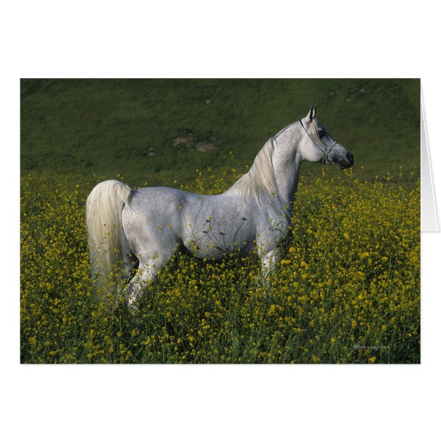 Arab Horse Standing in Flowers (Front Horizontal)