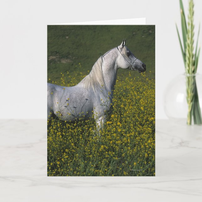 Arab Horse Standing in Flowers Card (Front)