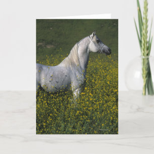 Arab Horse Standing in Flowers Card