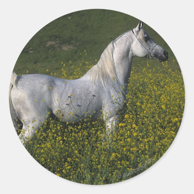 Arab Horse Standing in Flowers Classic Round Sticker (Front)