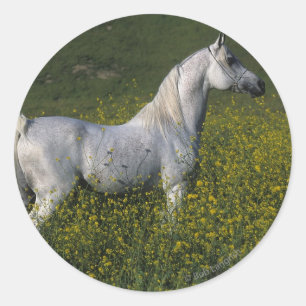 Arab Horse Standing in Flowers Classic Round Sticker
