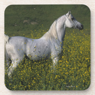 Arab Horse Standing in Flowers Coaster