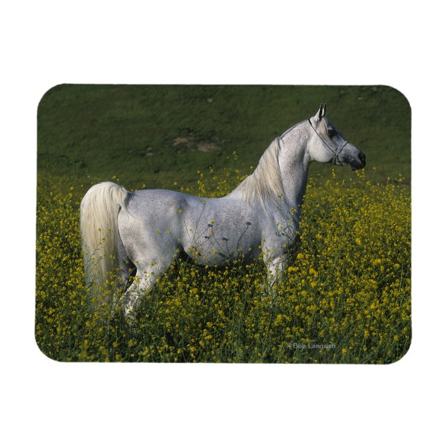 Arab Horse Standing in Flowers Magnet (Horizontal)