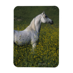 Arab Horse Standing in Flowers Magnet
