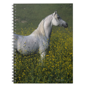 Arab Horse Standing in Flowers Notebook
