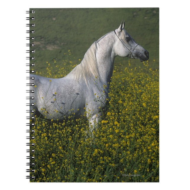 Arab Horse Standing in Flowers Notebook (Front)