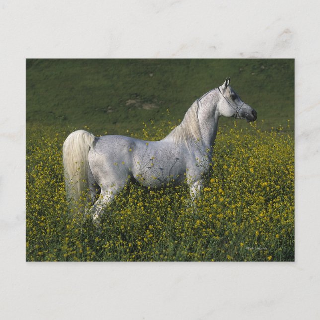 Arab Horse Standing in Flowers Postcard (Front)