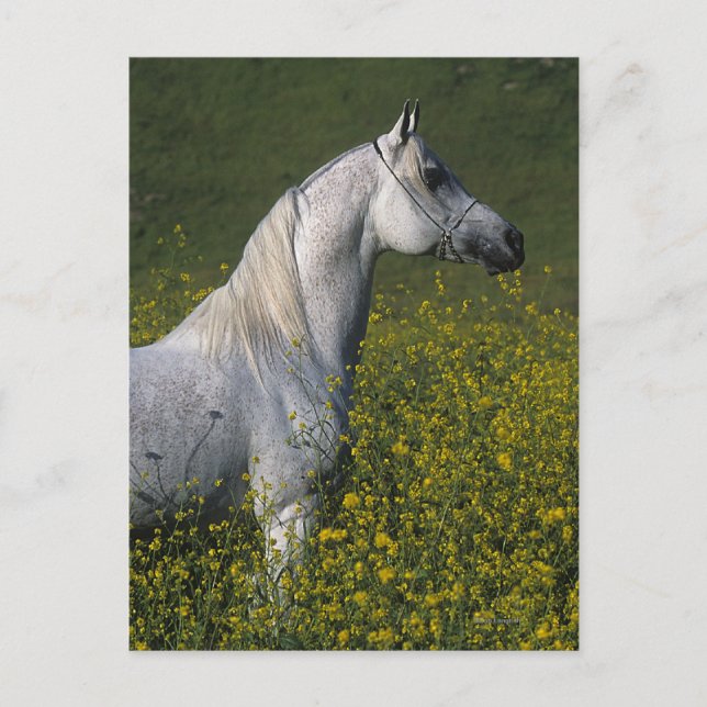 Arab Horse Standing in Flowers Postcard (Front)