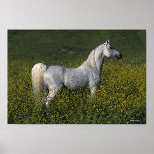 Arab Horse Standing in Flowers Poster