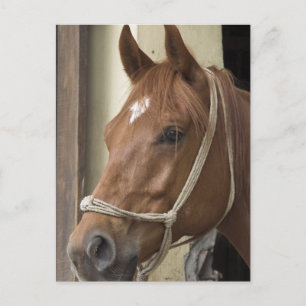 Arab Horses Postcard