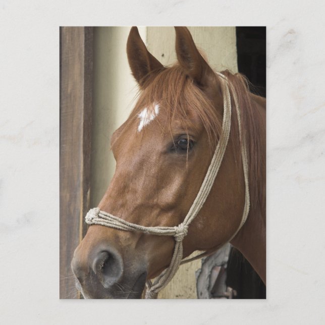 Arab Horses Postcard (Front)