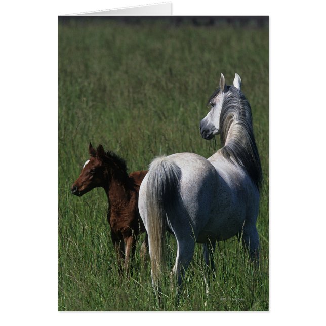 Arab Mare & Foal (Front)