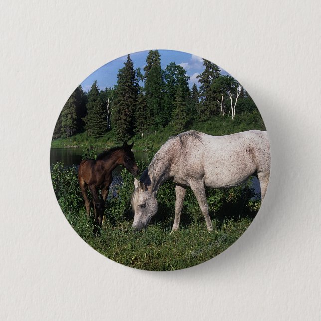 Arab Mare & Foal 2 6 Cm Round Badge (Front)
