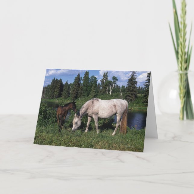 Arab Mare & Foal 2 Card (Front)
