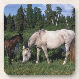 Arab Mare & Foal 2 Coaster