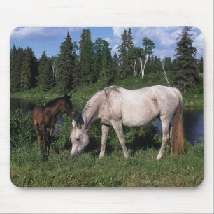 Arab Mare & Foal 2 Mouse Mat