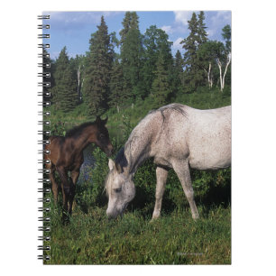 Arab Mare & Foal 2 Notebook